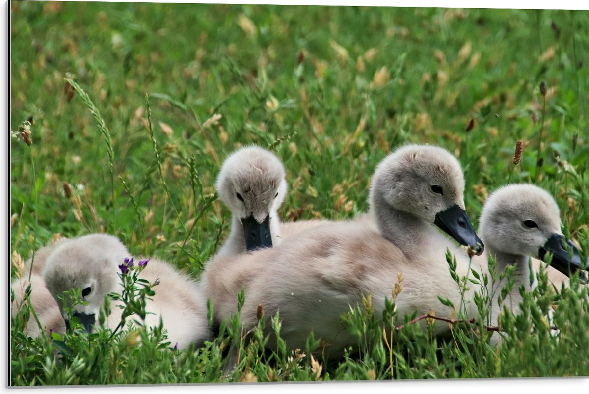Dibond - Grijze Baby Eenden - 75x50 cm Foto op Aluminium (Met Ophangsysteem)
