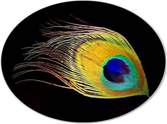 WallClassics - Dibond Ovaal - Pauwenveer met Zwarte Achtergrond - 40x30 cm Foto op Ovaal (Met Ophangsysteem)