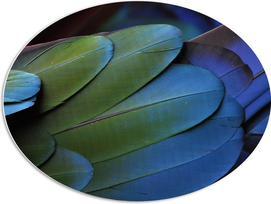 WallClassics - Panneau de mousse PVC ovale - Ressorts d'un perroquet coloré - 80x60 cm Photo sur ovale (avec système d'accrochage)