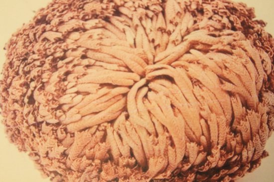 Valse roos van Jericho - Bizarste woestijnplant ooit! 12 2x roos van Jericho planten