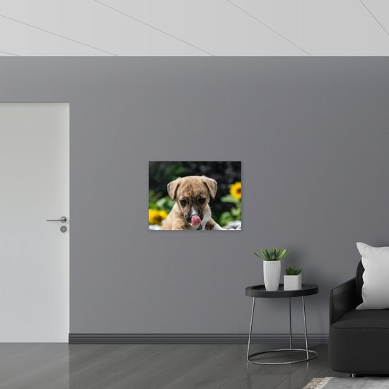 WallClassics - Panneau en mousse PVC - Puppy léchant le museau - Photo 80 x 60 cm sur panneau en mousse PVC