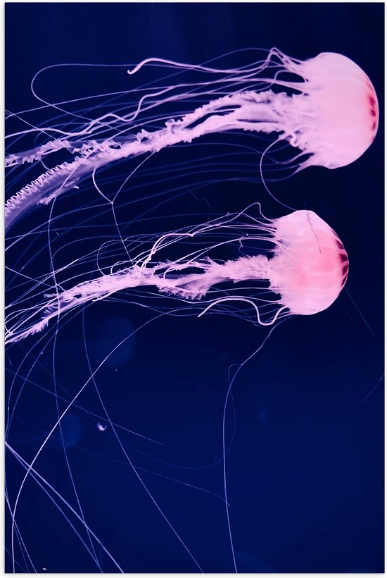WallClassics - Poster (Mat) - Roze Kwallen zwemmend in Blauwe Zee - 40x60 cm Foto op Posterpapier met een Matte look