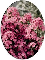 Dibond Ovaal - Roze Bloementjes - 30x40 cm Foto op Ovaal (Met Ophangsysteem)
