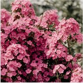 Poster Glanzend – Roze Bloementjes - 50x50 cm Foto op Posterpapier met Glanzende Afwerking
