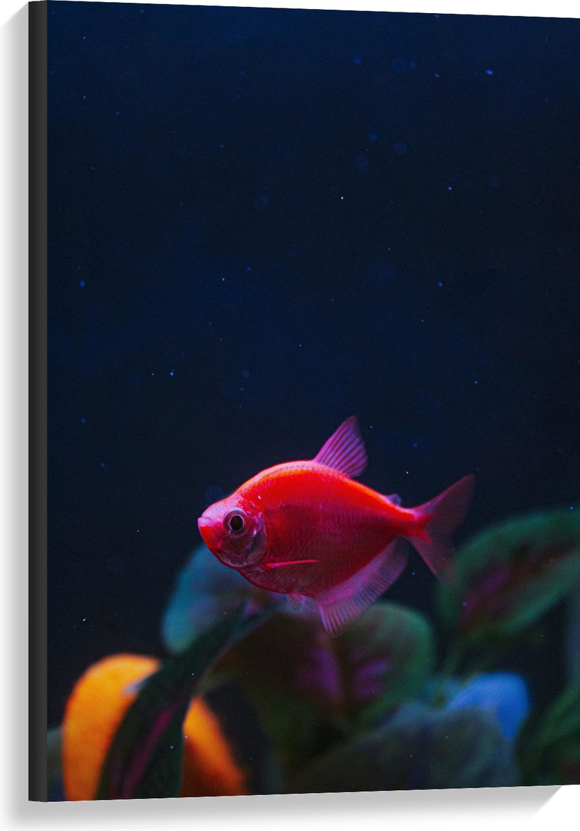 Canvas - Rode Vis in Aquarium - 60x90 cm Foto op Canvas Schilderij (Wanddecoratie op Canvas)