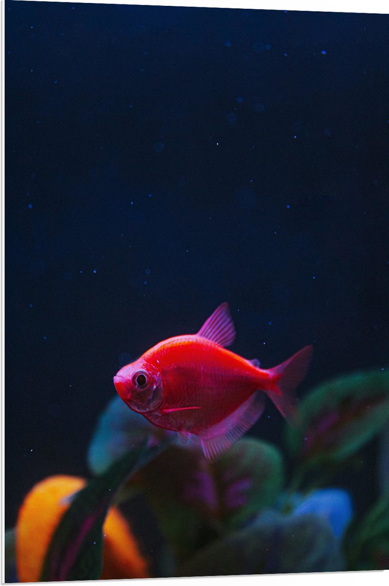 PVC Schuimplaat - Rode Vis in Aquarium - 70x105 cm Foto op PVC Schuimplaat (Met Ophangsysteem)