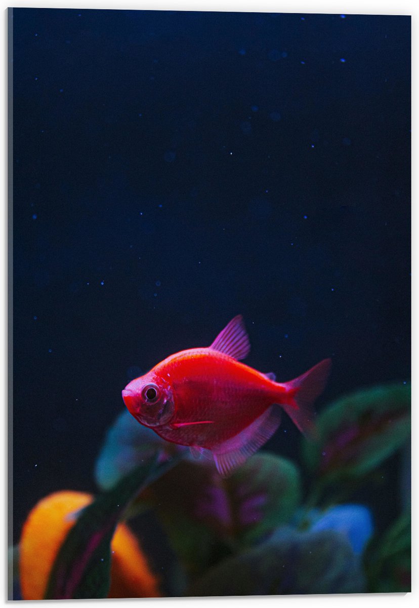 Acrylglas - Rode Vis in Aquarium - 40x60 cm Foto op Acrylglas (Met Ophangsysteem)