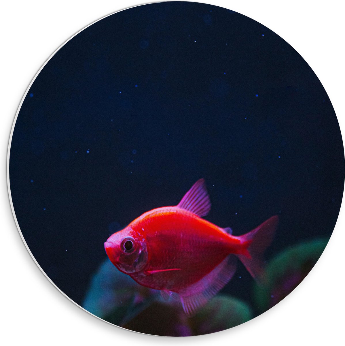 PVC Schuimplaat Muurcirkel - Rode Vis in Aquarium - 30x30 cm Foto op Muurcirkel (met ophangsysteem)