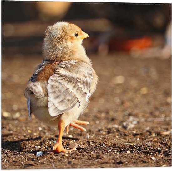 WallClassics - Drapeau - Poussin Qui Marche - Photo 50x50 cm sur Drapeau Polyester