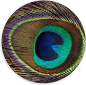 Dibond Muurcirkel - Kleurrijke Pauwen Veer van Dichtbij - 60x60 cm Foto op Aluminium Muurcirkel (met ophangsysteem)