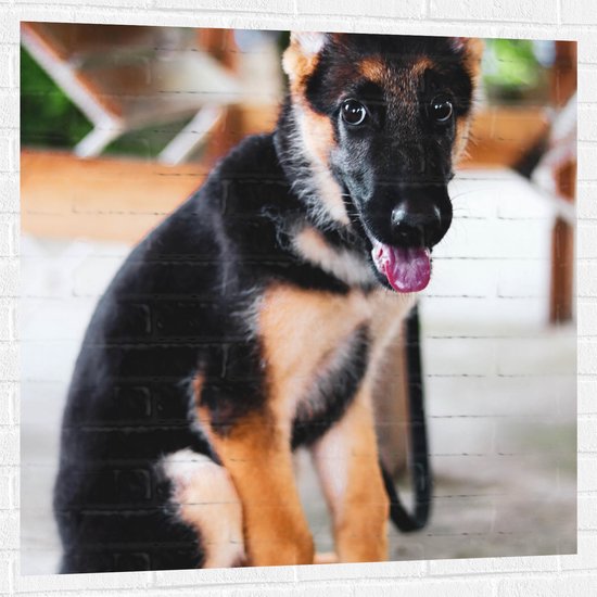WallClassics - Muursticker - Onschuldige Herder Puppy - 100x100 cm Foto op Muursticker