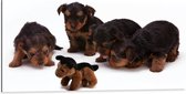 WallClassics - Dibond - Vier Bruin met Zwarte Puppy's bij Soortgenoot Knuffel - 100x50 cm Foto op Aluminium (Met Ophangsysteem)