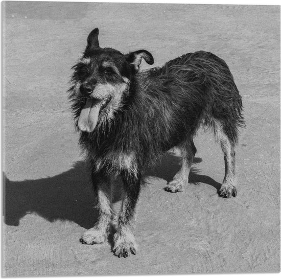 Acrylglas - Hond met Uitstekende Tong (zwart- wit) - 50x50 cm Foto op Acrylglas (Met Ophangsysteem)