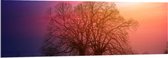 Acrylglas - Twee Grote Kale Bomen op Heuvel tijdens Ondergaande Zon - 150x50 cm Foto op Acrylglas (Wanddecoratie op Acrylaat)