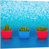 Vlag - Trio van Rode en Blauwe Vaasjes met Groene Vetplanten in Blauwgekleurde Glitter Achtergrond - 80x80 cm Foto op Polyester Vlag