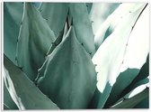 PVC Schuimplaat- Spitse Groene Bladeren van Plant - 40x30 cm Foto op PVC Schuimplaat