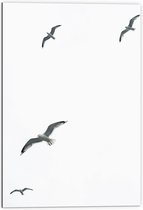 Dibond - Vier Meeuwen Vliegend in de Lucht - 70x105 cm Foto op Aluminium (Met Ophangsysteem)
