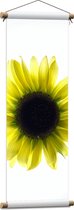 Textielposter - Biovenaanzicht van een Gele Zonnebloem met Witte Ondergrond - 30x90 cm Foto op Textiel