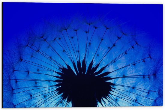 Dibond - Close-up van Paardenbloem in Blauw Licht - 60x40 cm Foto op Aluminium (Met Ophangsysteem)