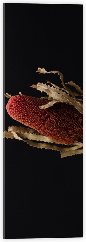 Acrylglas - Tak met Rode Plant tegen Zwarte Achtergrond - 20x60 cm Foto op Acrylglas (Wanddecoratie op Acrylaat)