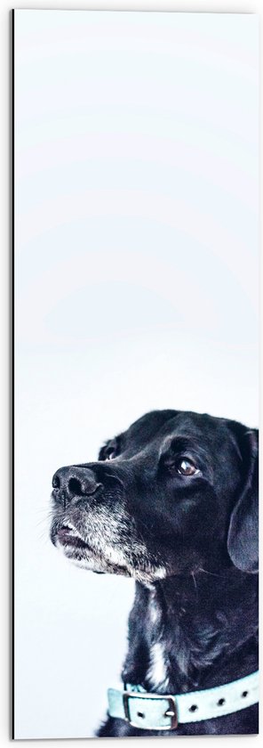 WallClassics - Dibond - Zwarte Hond met Witte Achtergrond - 30x90 cm Foto op Aluminium (Wanddecoratie van metaal)