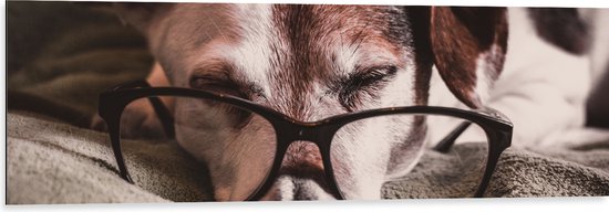 Dibond - Liggende Hond met een Zwarte Bril - 120x40 cm Foto op Aluminium (Met Ophangsysteem)