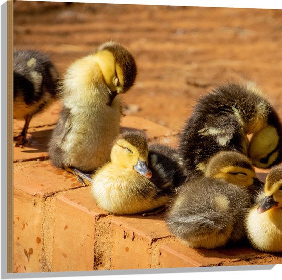 hout-zes-baby-eendjes-op-stenen-muurtje-80x80-cm-9-mm-dik-foto