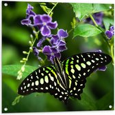 Tuinposter – Graphium agamemnon Vlinder op Paarse Bloemen - 80x80 cm Foto op Tuinposter (wanddecoratie voor buiten en binnen)