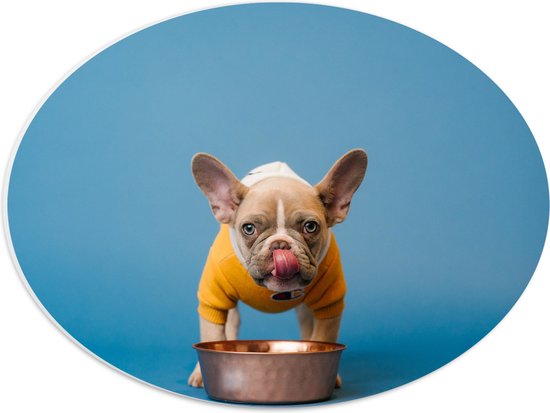 WallClassics - PVC Schuimplaat Ovaal - Etende Hond met Gele trui en Blauwe Achtergrond - 40x30 cm Foto op Ovaal (Met Ophangsysteem)