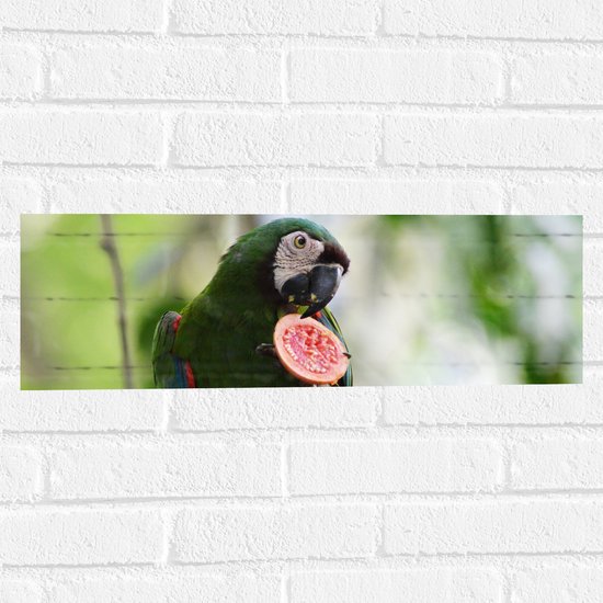 WallClassics - Muursticker - Exotische Groene Vogel met Vrucht - Dwergara - 60x20 cm Foto op Muursticker