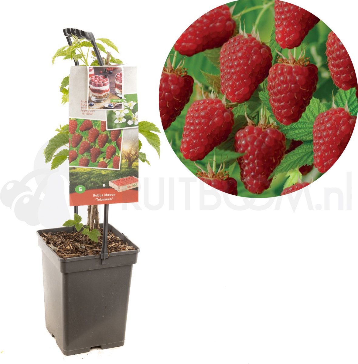 Rubus idaeus Tulameen | rode zomerframboos
