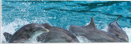 WallClassics - Acrylglas - Dolfijnen zwemmend in het Water - Tuimelaar - 60x20 cm Foto op Acrylglas (Wanddecoratie op Acrylaat)