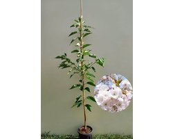 Jonge Japanse Sierkers boom | Prunus serrulata 'Sunset Boulevard' | 150-200cm hoogte