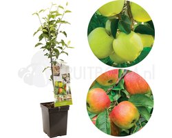 Malus domestica Duo-Appel | 2 appels op 1 stam | patio