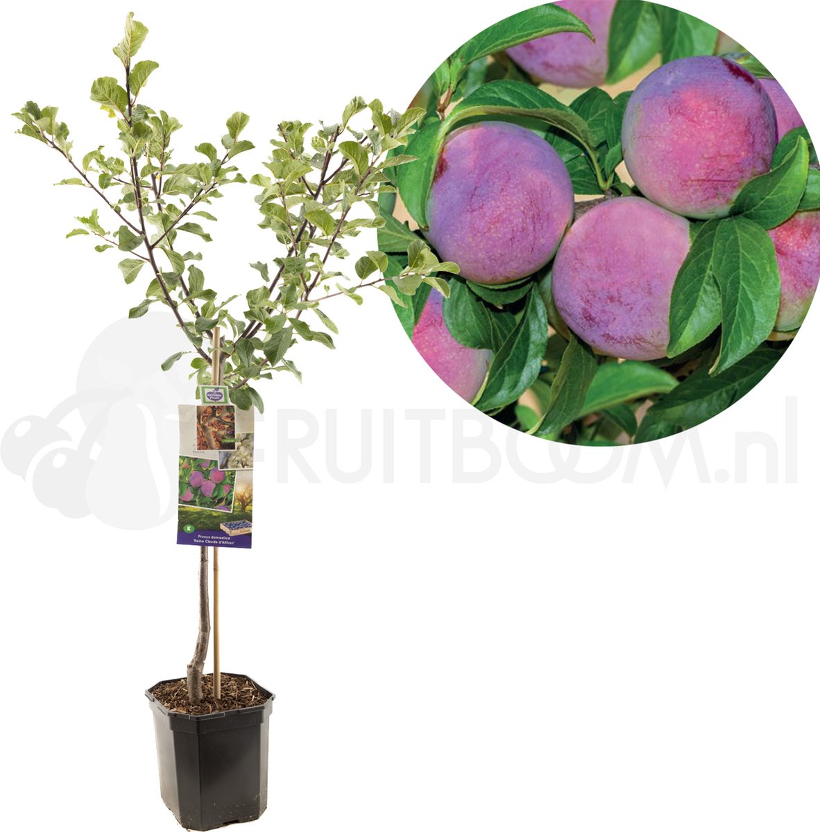 Prunus domestica Reine Claude d'Althan | donkerpaarse pruim | laagstam