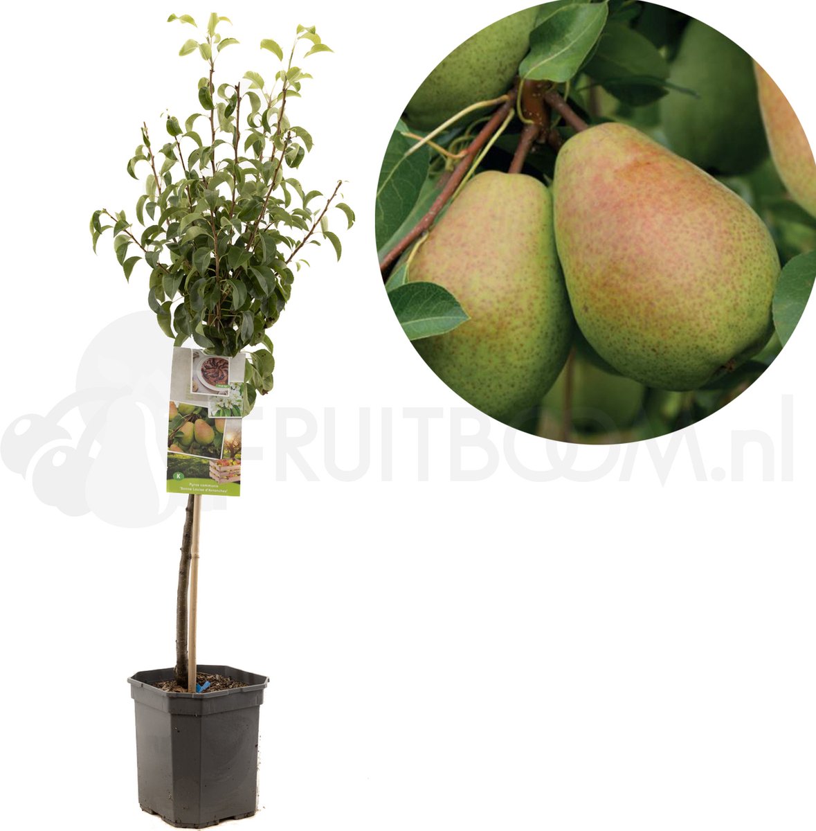 Pyrus communis Bonne Louise d'Avranches | handpeer | laagstam