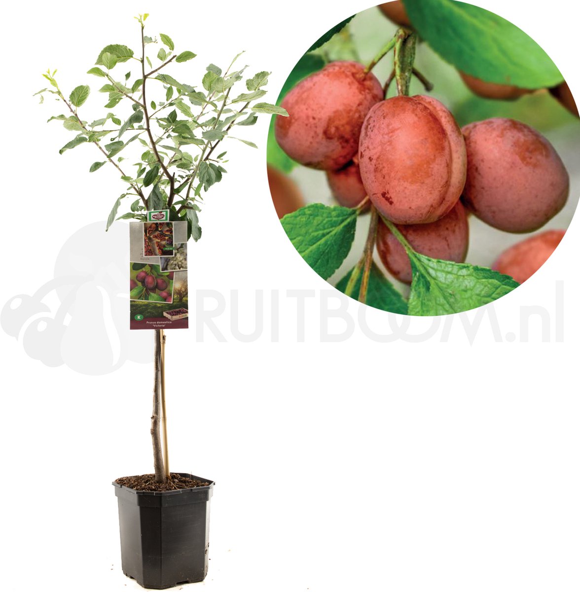 Pruimenboom Prunus domestica Victoria - Oranje pruim