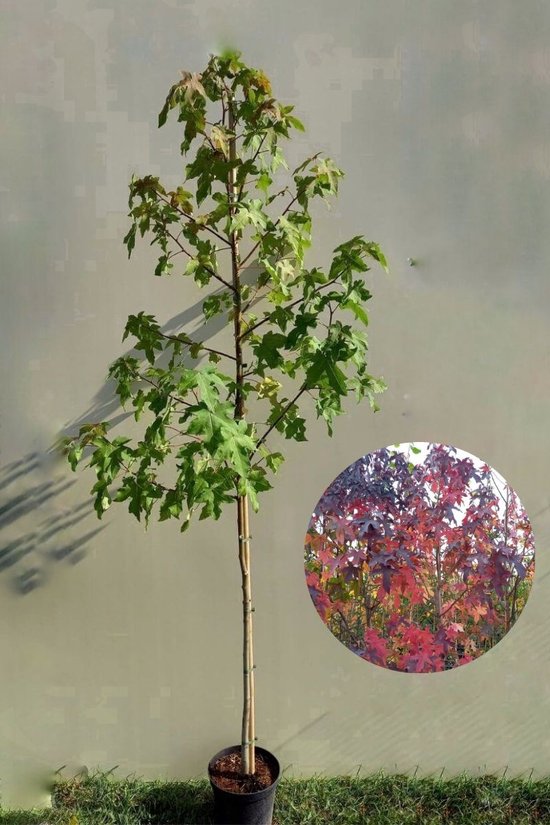 Jonge Amberboom | Liquidambar styraciflua | 80-100cm hoogte