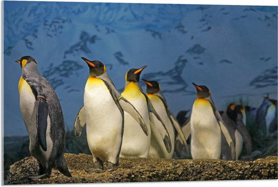 WallClassics - Acrylglas - Groep Pingiuns onder aan de Sneeuwberg - 90x60 cm Foto op Acrylglas (Wanddecoratie op Acrylaat)