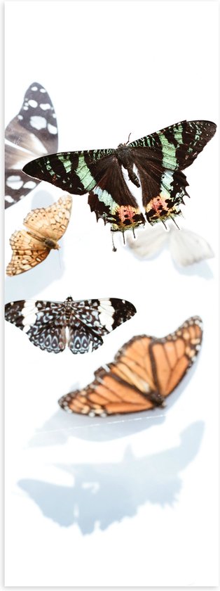 Poster (Mat) - Verschillende Soorten en Kleuren Vlinders op Witte Achtergrond met Schaduw - 30x90 cm Foto op Posterpapier met een Matte look