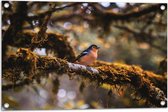 Tuinposter – Kleine Blauw-Oranje Vogel op een Tak - 75x50 cm Foto op Tuinposter (wanddecoratie voor buiten en binnen)