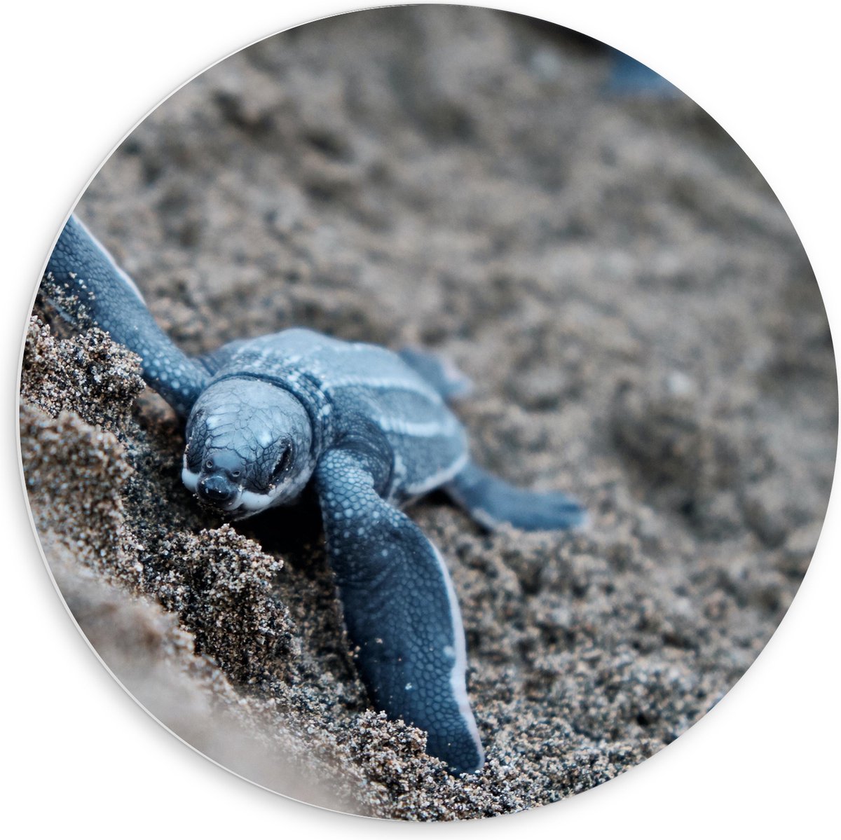 PVC Schuimplaat Muurcirkel - Baby Schildpadden in het Zand - 60x60 cm Foto op Muurcirkel (met ophangsysteem)