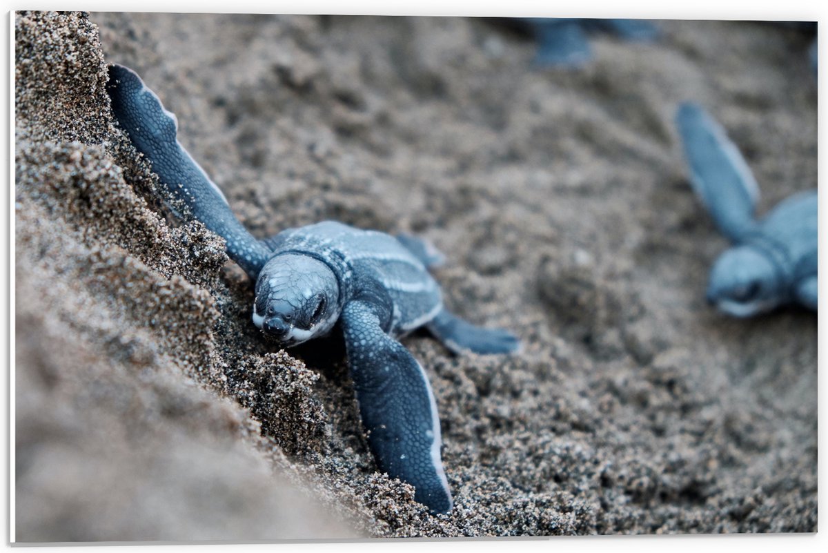 PVC Schuimplaat- Baby Schildpadden in het Zand - 60x40 cm Foto op PVC Schuimplaat