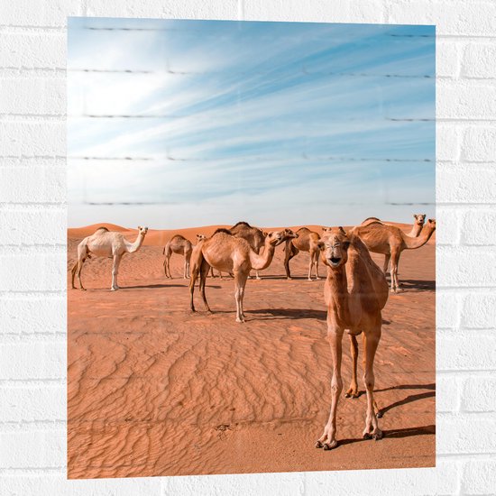 Muursticker - Dromedarissen in de Woestijn - 60x80 cm Foto op Muursticker