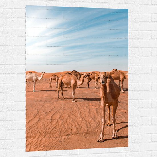 Muursticker - Dromedarissen in de Woestijn - 80x120 cm Foto op Muursticker