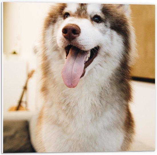 WallClassics - PVC Schuimplaat - Bruine Husky Hond met Uitstekende Tong - 50x50 cm Foto op PVC Schuimplaat (Met Ophangsysteem)