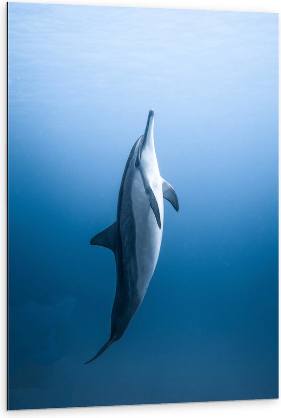 Dibond - Verticaal Zwemmende Dolfijn - 80x120 cm Foto op Aluminium (Wanddecoratie van metaal)