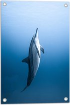 Tuinposter – Verticaal Zwemmende Dolfijn - 40x60 cm Foto op Tuinposter (wanddecoratie voor buiten en binnen)