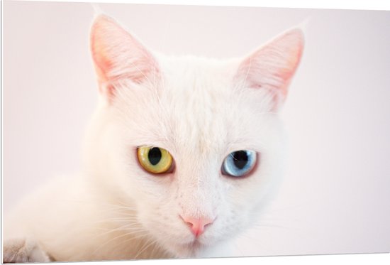 PVC Schuimplaat - Witte Kat met Geel en Blauwe Ogen - 120x80 cm Foto op PVC Schuimplaat (Met Ophangsysteem)