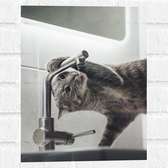 WallClassics - Muursticker - Chat gris buvant au robinet - 30x40 cm Photo sur Muursticker